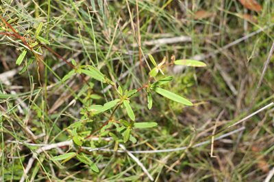 Hibbertia salicifolia, photographed by Greg Tasney