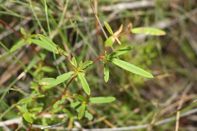Hibbertia salicifolia, photographed by Greg Tasney