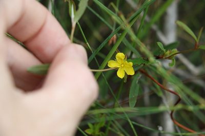 Hibbertia salicifolia, photographed by Greg Tasney