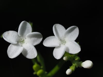 Rauvolfia verticillata, photographed by 葉子