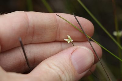 Laxmannia gracilis, photographed by Greg Tasney