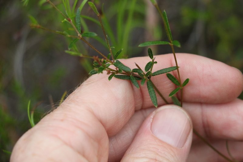 Mirbelia rubiifolia, photographed by Greg Tasney