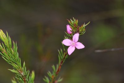 Boronia falcifolia, photographed by Greg Tasney