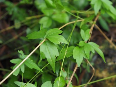 Clematis formosana, photographed by 葉子