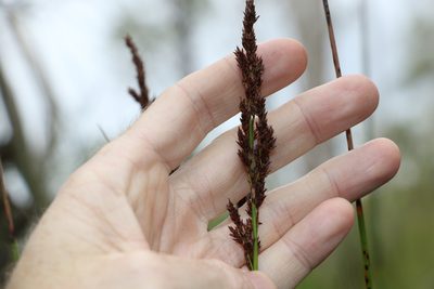 Machaerina teretifolia, photographed by Greg Tasney