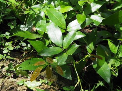 Wisteriopsis reticulata, photographed by 葉子