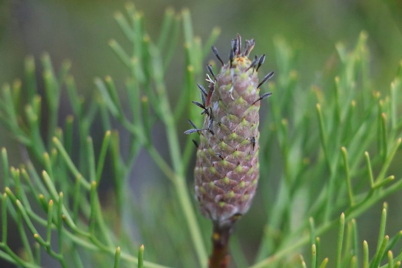 Petrophile shirleyae, photographed by Greg Tasney