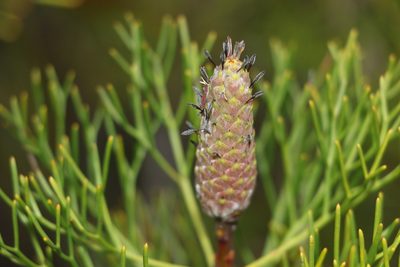 Petrophile shirleyae, photographed by Greg Tasney
