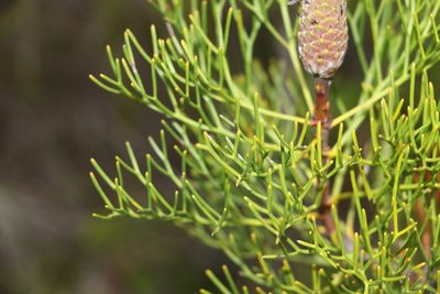 Petrophile shirleyae, photographed by Greg Tasney