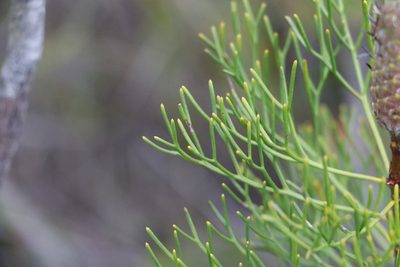 Petrophile shirleyae, photographed by Greg Tasney
