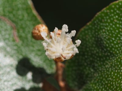Croton cascarilloides, photographed by 葉子