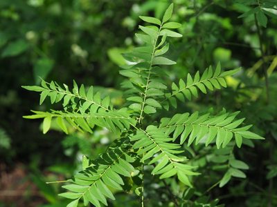 Clausena excavata, photographed by 葉子
