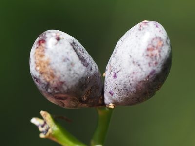 Rauvolfia verticillata, photographed by 葉子