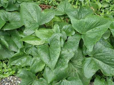 Typhonium roxburghii, photographed by 葉子