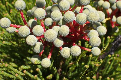 Berzelia intermedia, photographed by Di Turner