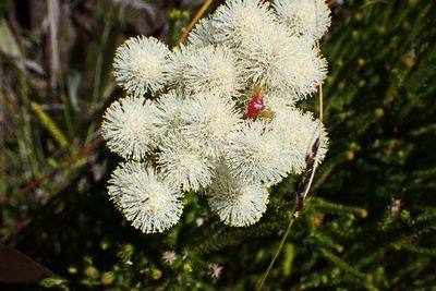 Berzelia intermedia, photographed by Di Turner