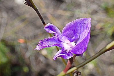 Disa hians, photographed by Di Turner