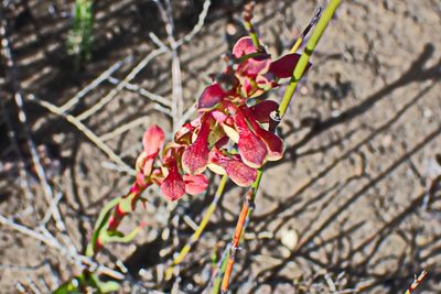 Disa reticulata, photographed by Di Turner