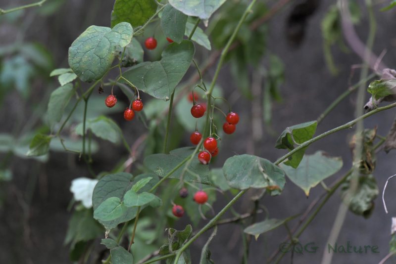 Solanum lyratum, photographed by Wang.QG
