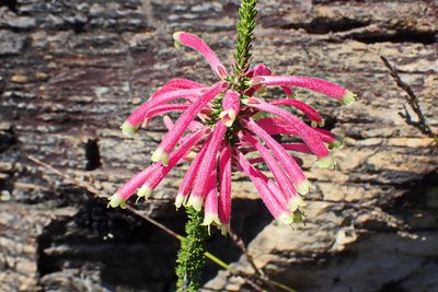 Erica densifolia, photographed by Di Turner
