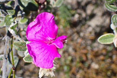 Podalyria burchellii, photographed by Di Turner
