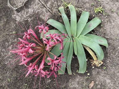 Ammocharis tinneana, photographed by Robert Taylor