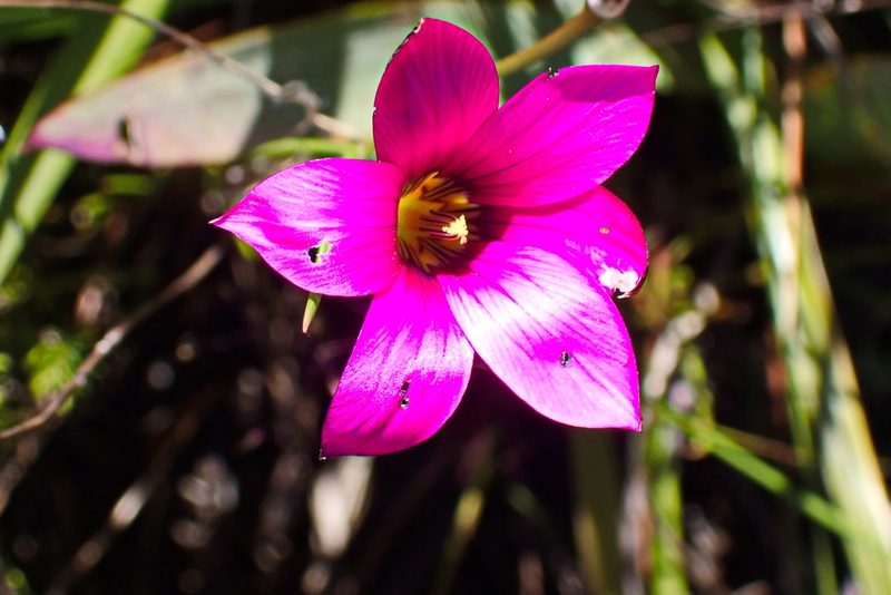 Romulea dichotoma, photographed by Di Turner