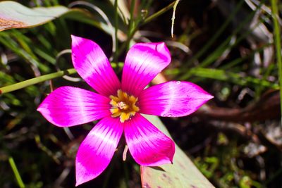 Romulea dichotoma, photographed by Di Turner
