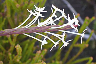 Struthiola myrsinites, photographed by Di Turner