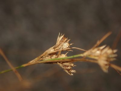 Juncus tenuis, photographed by Alexis Tinker-Tsavalas