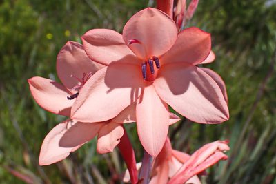 Watsonia fourcadei, photographed by Di Turner