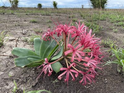 Ammocharis tinneana