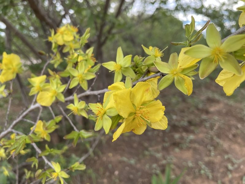 Ochna cinnabarina, photographed by Robert Taylor