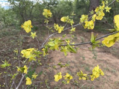 Ochna cinnabarina, photographed by Robert Taylor