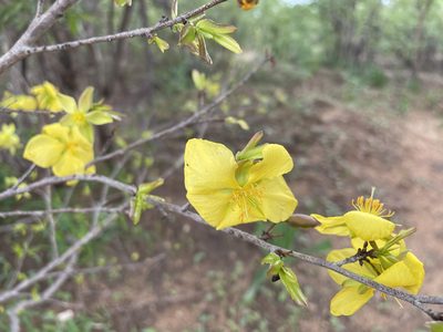Ochna cinnabarina, photographed by Robert Taylor