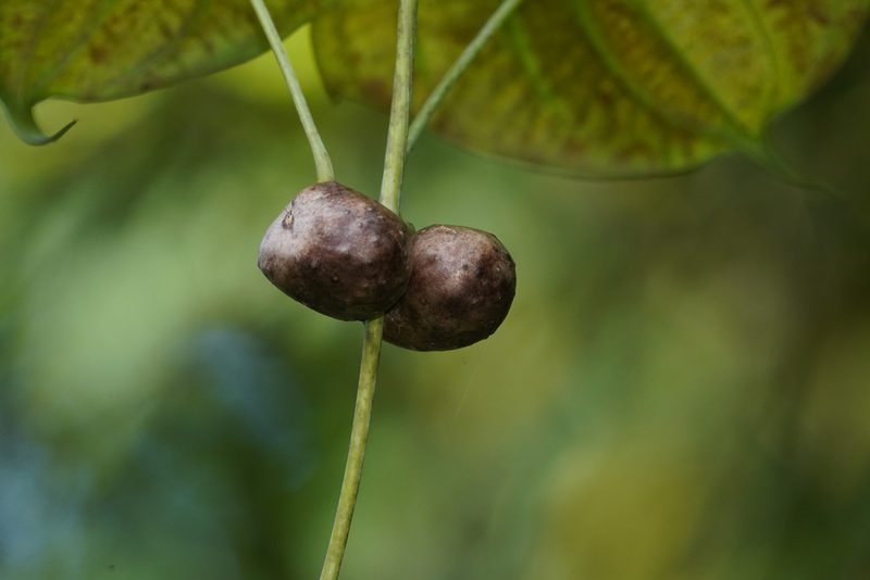 Dioscorea sansibarensis, photographed by Cheongweei Gan