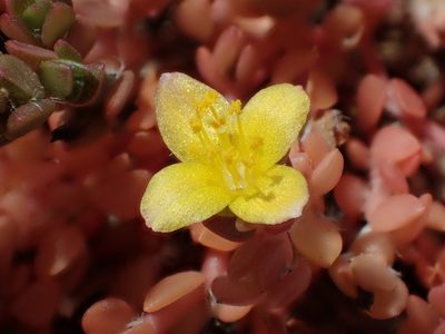 Portulaca quadrifida, photographed by 葉子