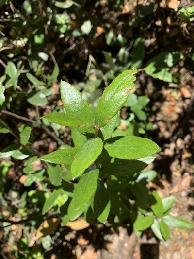Gaultheria insana, photographed by Marcela A. Bustamante-Sánchez