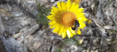 Xerochrysum viscosum, photographed by spacegecko