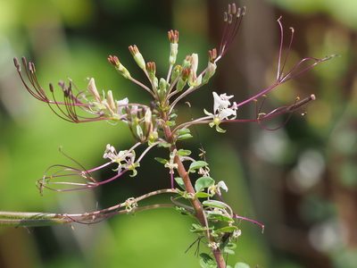 Cleome gynandra, photographed by 葉子