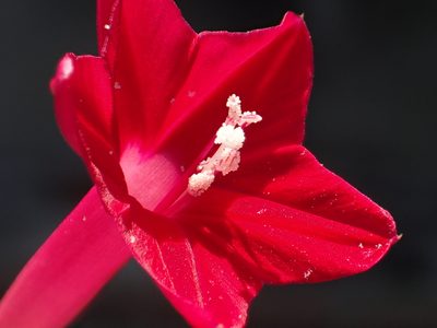 Ipomoea quamoclit, photographed by 葉子