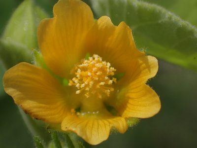 Abutilon theophrasti, photographed by 葉子