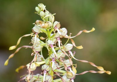 Himantoglossum hircinum, photographed by Jean-Lou Justine