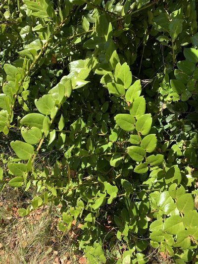 Griselinia scandens, photographed by Marcela A. Bustamante-Sánchez
