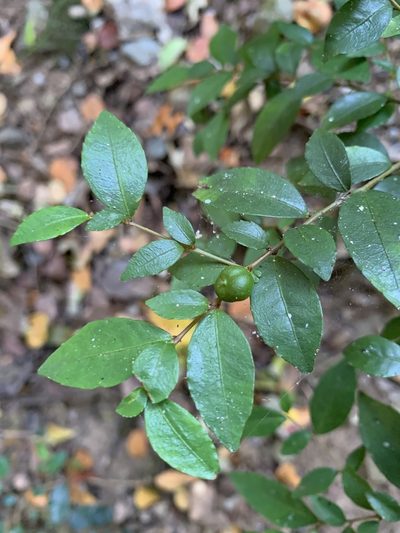 Rhamnus diffusa, photographed by Marcela A. Bustamante-Sánchez