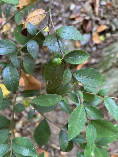 Rhamnus diffusa, photographed by Marcela A. Bustamante-Sánchez