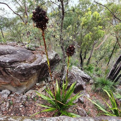 Doryanthes excelsa, photographed by ronavery