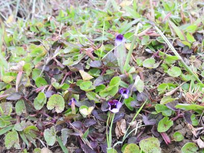 Torenia bicolor, photographed by Hopeland