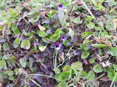 Torenia bicolor, photographed by Hopeland