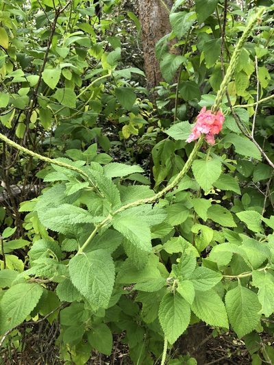 Stachytarpheta mutabilis, photographed by elawrey